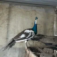 طاووس|پرنده|تهران, شهرک انصار|دیوار