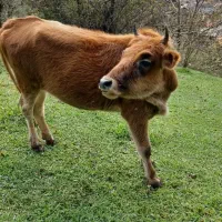 گاو|حیوانات مزرعه|سنگر, |دیوار