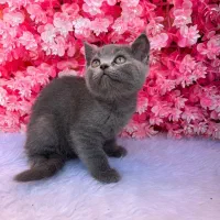 بریتیش شورت هیر بلو|گربه|رشت, لاکانی|دیوار