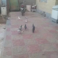 پرنده|پرنده|سربیشه, |دیوار