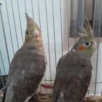 پرنده عروس هلندی|پرنده|سلمان‌شهر, |دیوار