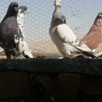 کفتر فروشی