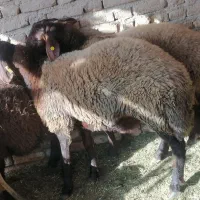 بره نر بزری|حیوانات مزرعه|اسفراین, |دیوار