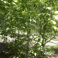 فروش درخت گردو محلی