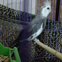 جفت عروس هلندی مولد