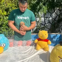 تاینی پودل توی پودل اصیل شجره دار