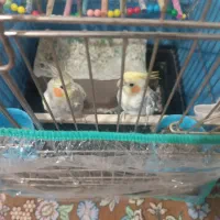 عروس هلندی|پرنده|بهار, |دیوار