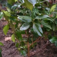 یاس هلندی وشمشاد