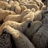 بره نر رگای