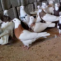 طوقی ۳۷تا|پرنده|اهواز, رسالت|دیوار
