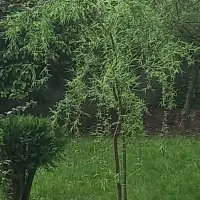 بید مجنون از یه متر به بالا  رشت بخش شهر سنگر|گل و گیاه طبیعی|سنگر, |دیوار