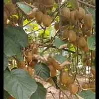 خرید کیوی دوقلو ۵۱ تومن نقد