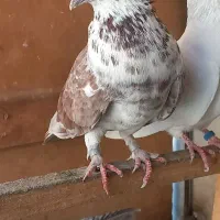 کبوتر|پرنده|مشکیندشت, |دیوار