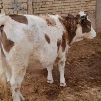 تلیسه سیمتال چاق