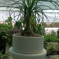 اجاره گلخانه