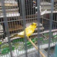 قناری نر و ماده|پرنده|تهران, شهرک طالقانی|دیوار