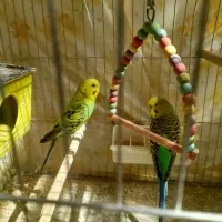 یک جفت پرنده
