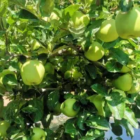 باغ-شهری-قره-چمن-درآمدزا