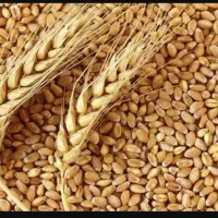 بذرگندم باسیلو به مقدار ۱۲۰۰کیلوگرم