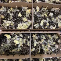 تخم نطفه دار بلدرچین نژاد سنگین|حیوانات مزرعه|مشهد, ایمان|دیوار