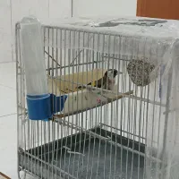 سهره کیاسر دهن بلبلی|پرنده|صباشهر, |دیوار