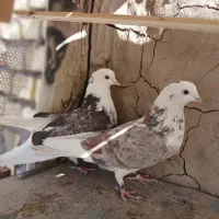 کبوتر دوکت