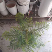 گل و گیاه کاج|گل و گیاه طبیعی|اهواز, سیصد دستگاه|دیوار