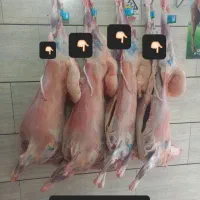 بانوی قصاب .گوشت بره نر .گوشت گوساله چکی چکی دوماه