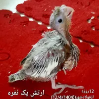 عروس هلندی دوماهه و چهار روزه با کیفیت