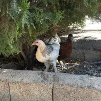 نیمچه برهما|حیوانات مزرعه|اصفهان, جلفا|دیوار