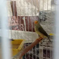 پرنده زینتی .،ناماکوا .فنچ ستاره ای ،گلدین|پرنده|بندر ماهشهر, |دیوار