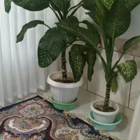 فروش گیاه دیفن باخیا،گیاه زیبا و پر طراوت