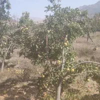 باغ کشاورزی 1.2 هکتار. با درختان به ثمر رسیده