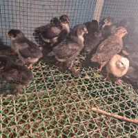 جوجه مرندی و گلین