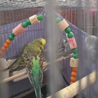 مرغ عشق مولد|پرنده|پردیس, فاز ۴|دیوار