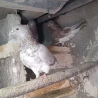 کفترنرماده بایه جوجه