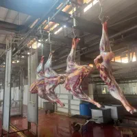 گوشت گرم شترمرغ جوان