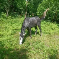 اسب نر|اسب و تجهیزات اسبسواری|لاهیجان, لیل|دیوار