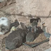 خرگوش در شهرستان شوط|موش و خرگوش|شوط, |دیوار