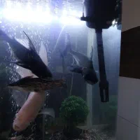 ماهی پنکوسی شکاری وفلاور