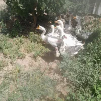 ۲۵ عدد غاز درشت