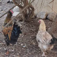 مرغ وخروس گلین