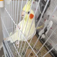 عروس هلندی نر دستی سخنگو