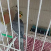 عروس هلندی نر سخن گو