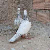 مجسمه پرنده بشرط