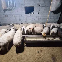 فروش گوسفندزنده تالشی نرماده باردار