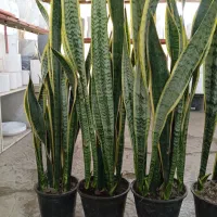 سانسوریا ابلق قدبلند|گل و گیاه طبیعی|ری, صالح آباد جنوبی (باغ رضوان)|دیوار