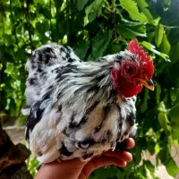 کوشین بانتام