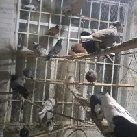 کفتر کفتر کفتر تماس بگیر فیلم بفرستم