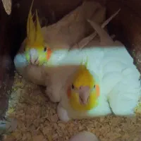 عروس هلندی لوتینو مولد با تخم|پرنده|مشهد, قائم|دیوار